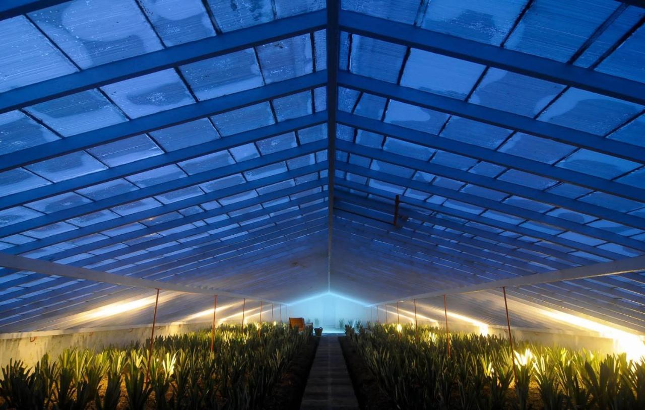Herdade Do Ananas Ponta Delgada  Exterior photo
