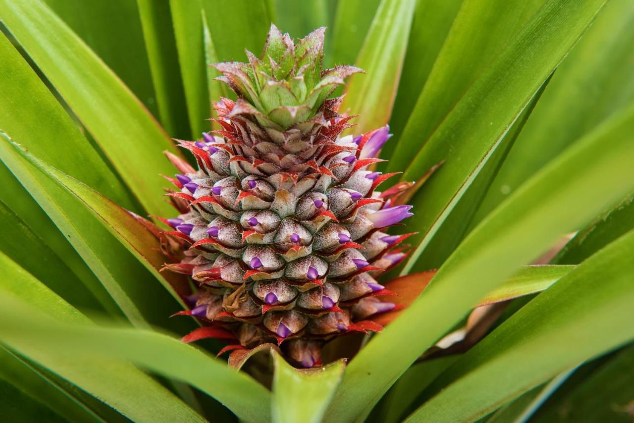 Herdade Do Ananas Ponta Delgada  Exterior photo